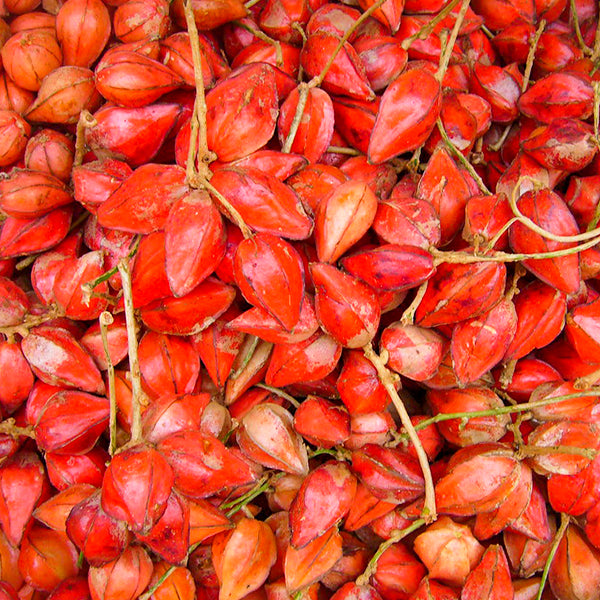 Belimbing Darah Fruit Plants (Baccaurea Angulata