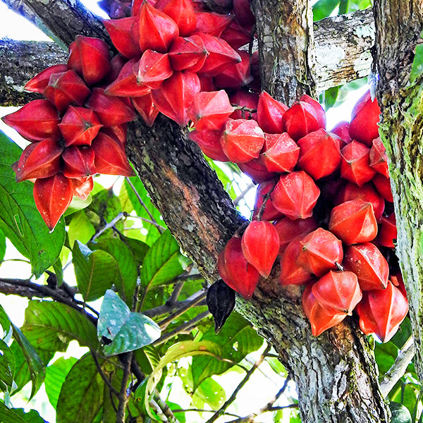 Belimbing Darah Fruit Plants (Baccaurea Angulata)