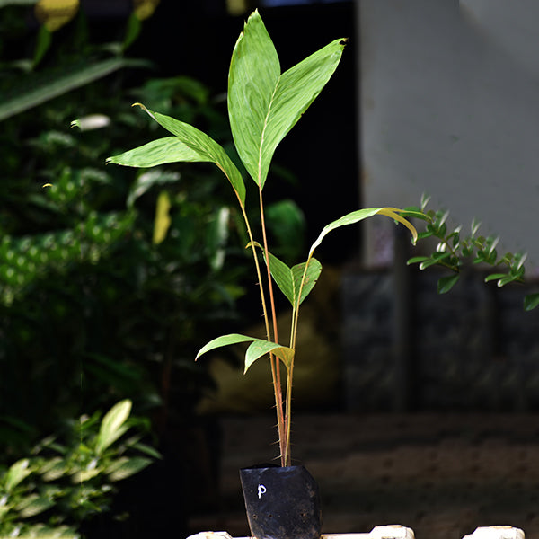 Pondoh Salak Live Plants (Salacca Zalacca)