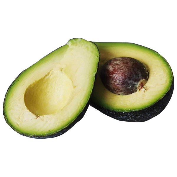 Avocado Fruit TKD1 Plants (Persea Americana)