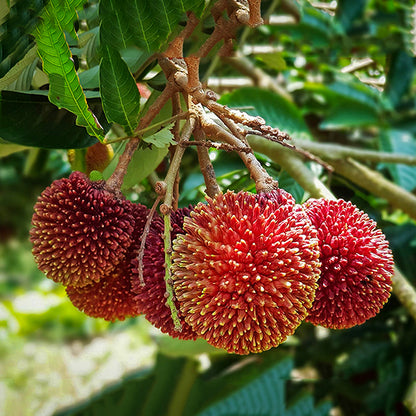 Pulasan Fruit Plants (Nephelium Mutabile)