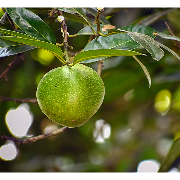 Black Sapote Fruit Plant (Diospyros Nigra)