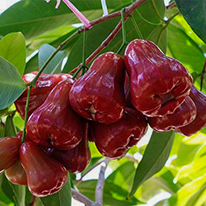 Bali Chamba Fruit Plants (Syzygium Samarangense)