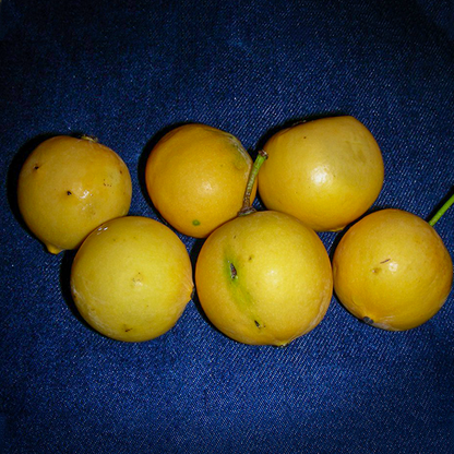 Mexican Garcinia Fruit Plants (Luc's) (Garcinia mexicana)