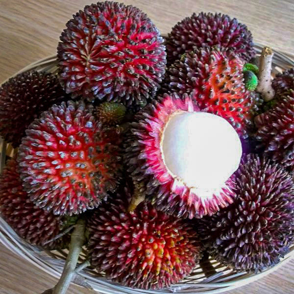 Pulasan Fruit Plants (Nephelium Mutabile)