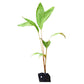 Pondoh Salak Live Plants (Salacca Zalacca)