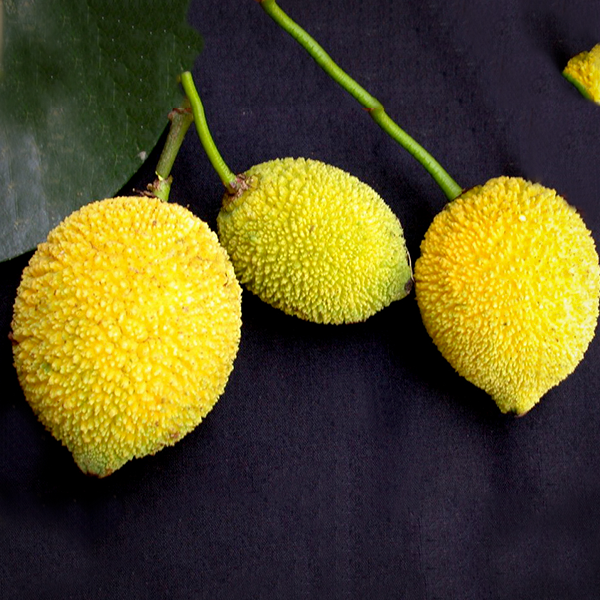Madrono Fruit Plants (Garcinia Madruno)