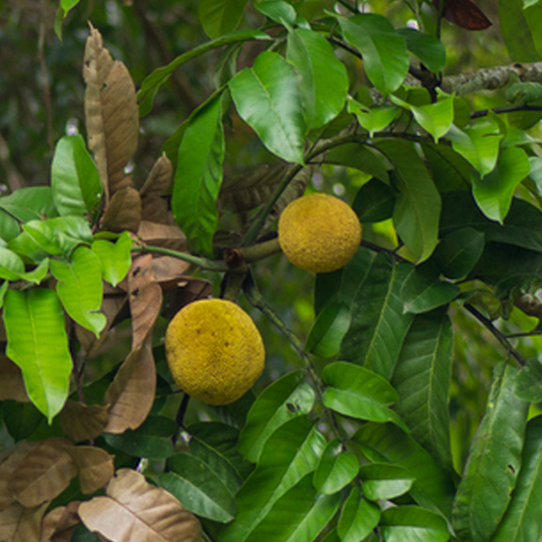 Mentawa Fruit Plants (Artocarpus Anisophyllus)