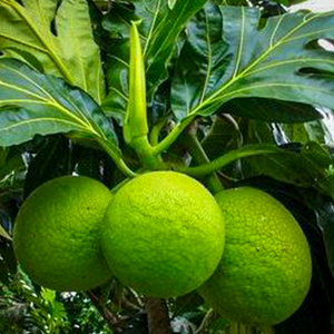 Breadfruit Plants (Artocarpus Altilis)