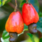 Cashewnut Fruit Plants (Anacardium Occidentale)