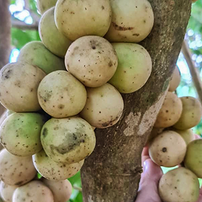 Langsat Fruit Plants (Lansium Parasiticum)