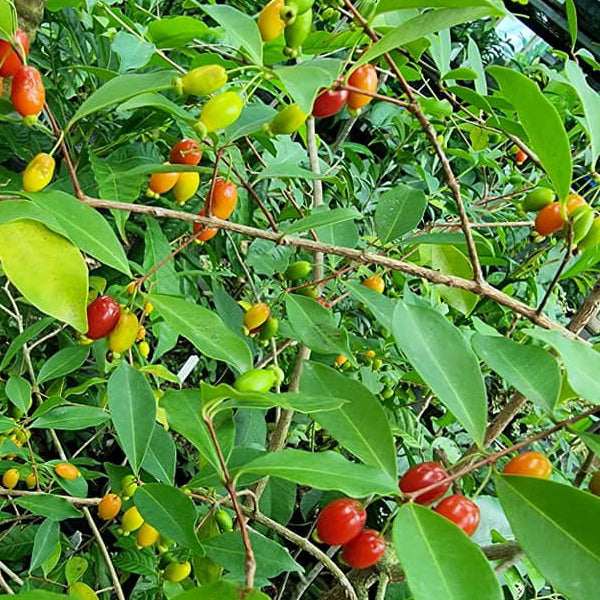 Pitanga de Perdiz Fruit Plants (Eugenia Observa)