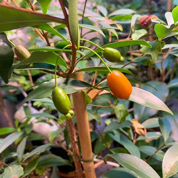Pitanga de Perdiz Fruit Plants (Eugenia Observa) – veliyathgardens
