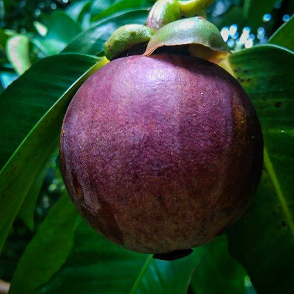 Mangosteen Fruit Live Plants (Garcinia Mangostana) veliyathgardens