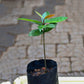 Russell Sweet Garcinia Fruit Plants (Garcinia Russelii)