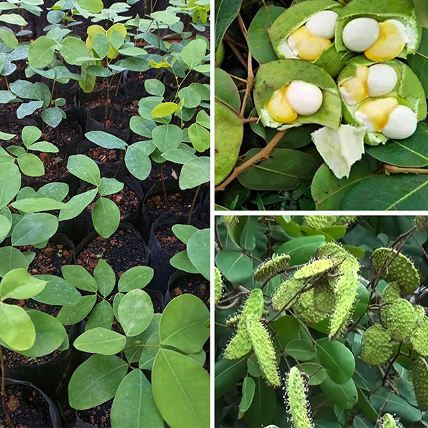 Kor Koh Fruit Plants (Sindora Siamensis)