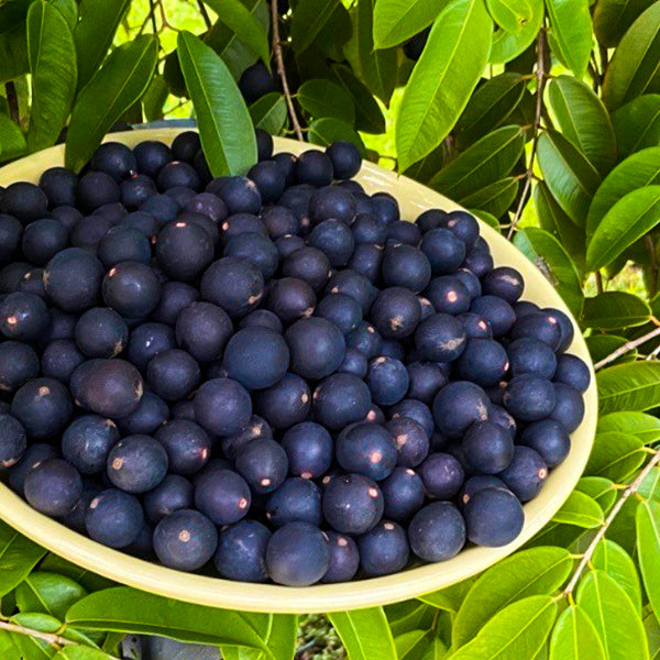 Blue Jaboticaba Fruit Plants (Myrciaria Vexator)  