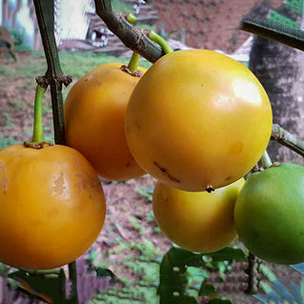 Russell Sweet Garcinia Fruit Plants (Garcinia Russelii)