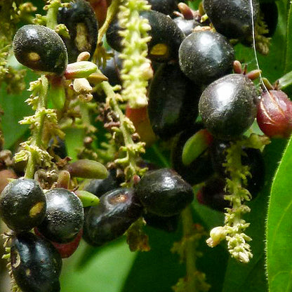 Kasam Fruit Plants (Erioglossum Rubiginosum)
