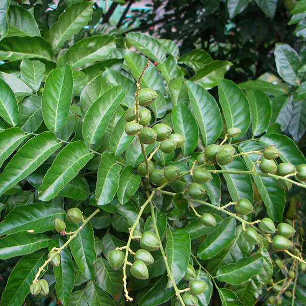 Wampee Fruit Plants (Clausena Lansium)