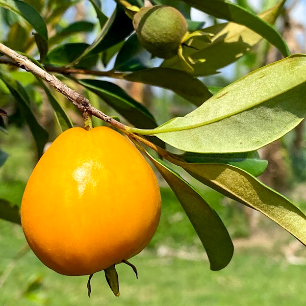 Pitomba Fruit Plants (Eugenia Luschnathiana)