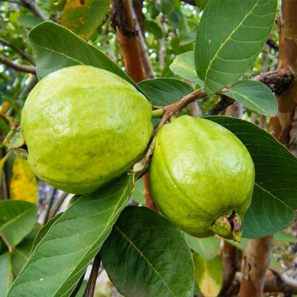 Guava Live Plants (Psidium Guajava)