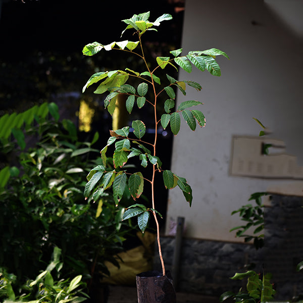 Rambutan Fruit Live Plants (Nephelium Lappaceum)