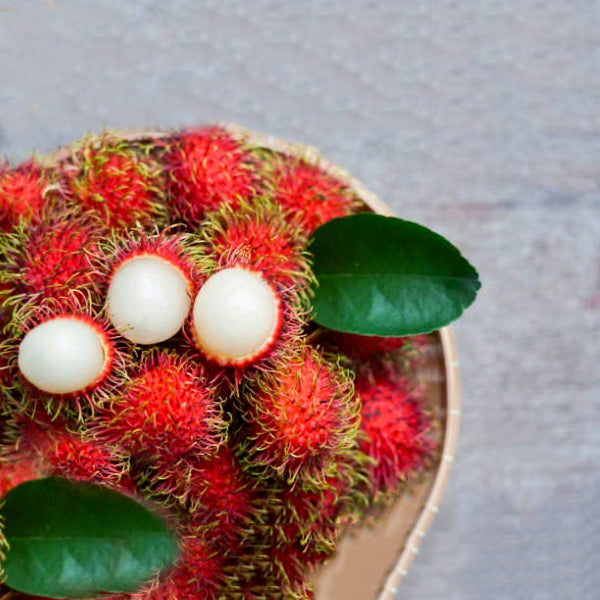 Rambutan Fruit Live Plants (Nephelium Lappaceum)