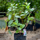 Guava Live Plants (Psidium Guajava)