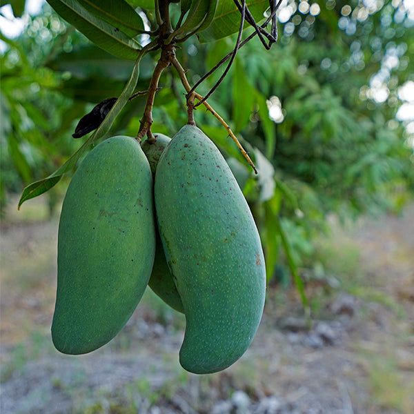 Mangoes Live Plants (Mangifera indica)