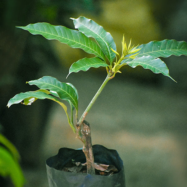 Mangoes Live Plants (Mangifera indica)