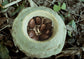 Paradise Nut Live Plant (Lecythis zabucajo)