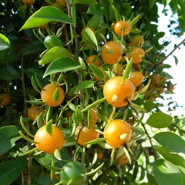 Lemon Vine Fruit Plants (Pereskia Aculeata)