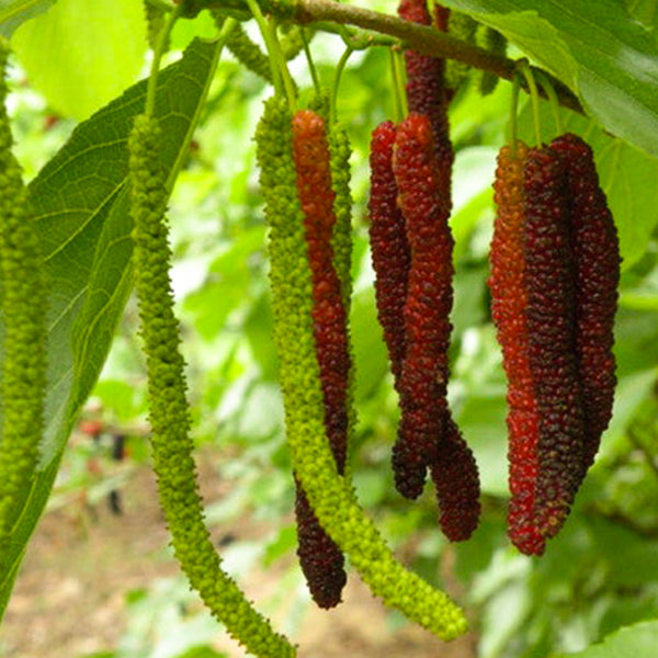 Long mulberry Fruit Plants (Morus Alba)