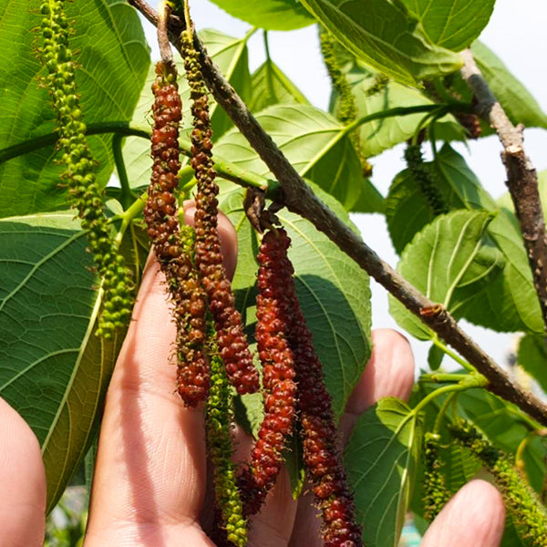 Long mulberry Fruit Plants (Morus Alba)