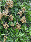 Longan fruit Plant (Dimocarpus Longan)