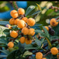 Loquat Fruit Plant (Eriobotrya japonica)
