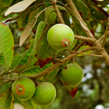Lucuma Fruit Plants (Pouteria Lucuma)