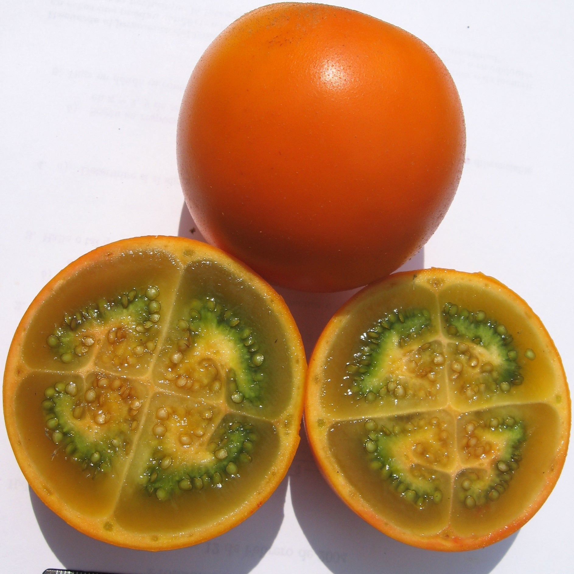 Naranjilla Fruit Plant Solanum Quitoense Veliyathgardens naranjilla-fruit-plant-solanum-quitoense-veliyathgardens