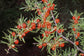 Berlandier's Wolfberry Live Plant (Lycium berlandieri)