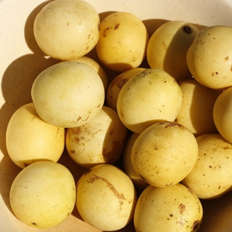 Marula Tree Inside Marula Fruit Plant (Sclerocarya birrea) – veliyathgardens