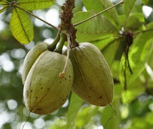 pachira money tree fruit Malabar Chestnut Fruit Plants (Pachira Aquatica) – veliyathgardens