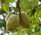Malabar Chestnut Fruit Plants (Pachira Aquatica)