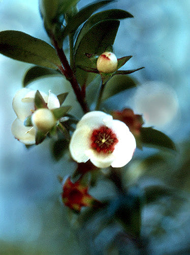 Black Chilean Guava Fruit Plant (Ugni myricoides)