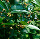 Madan Fruit Plant (Garcinia Schomburgkiana)