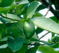 Madan Fruit Plant (Garcinia Schomburgkiana)