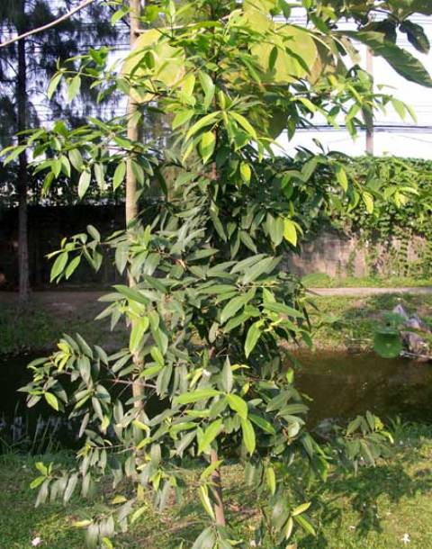 Madan Fruit Plant (Garcinia Schomburgkiana)