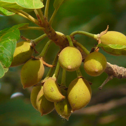 Mak Dauy Fruit Plants (Madhuca Thorelii)