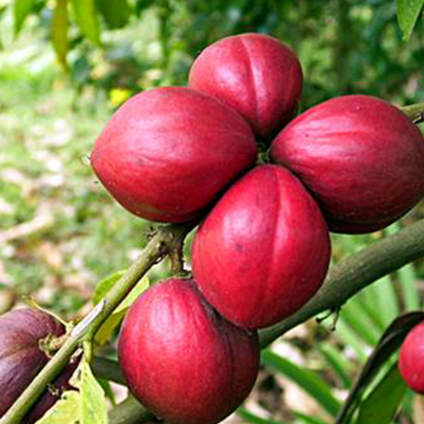 Mahkota Dewa Fruit Plants (Phaleria Macrocarpa)
