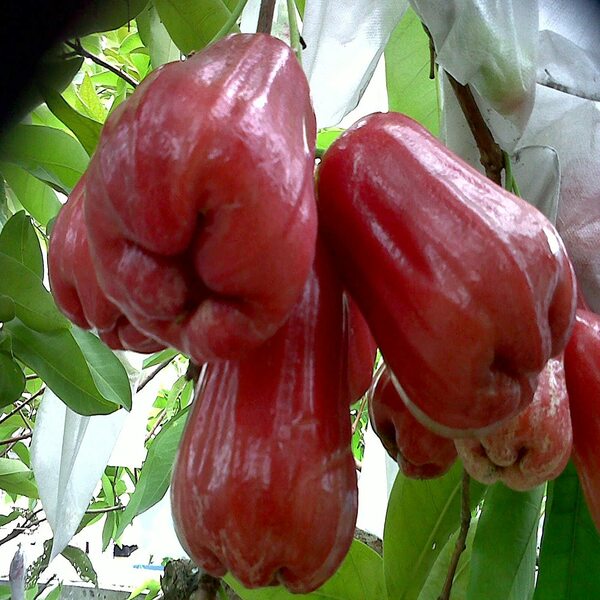 Chamba In English Malaysian Chamba Live Plants – veliyathgardens